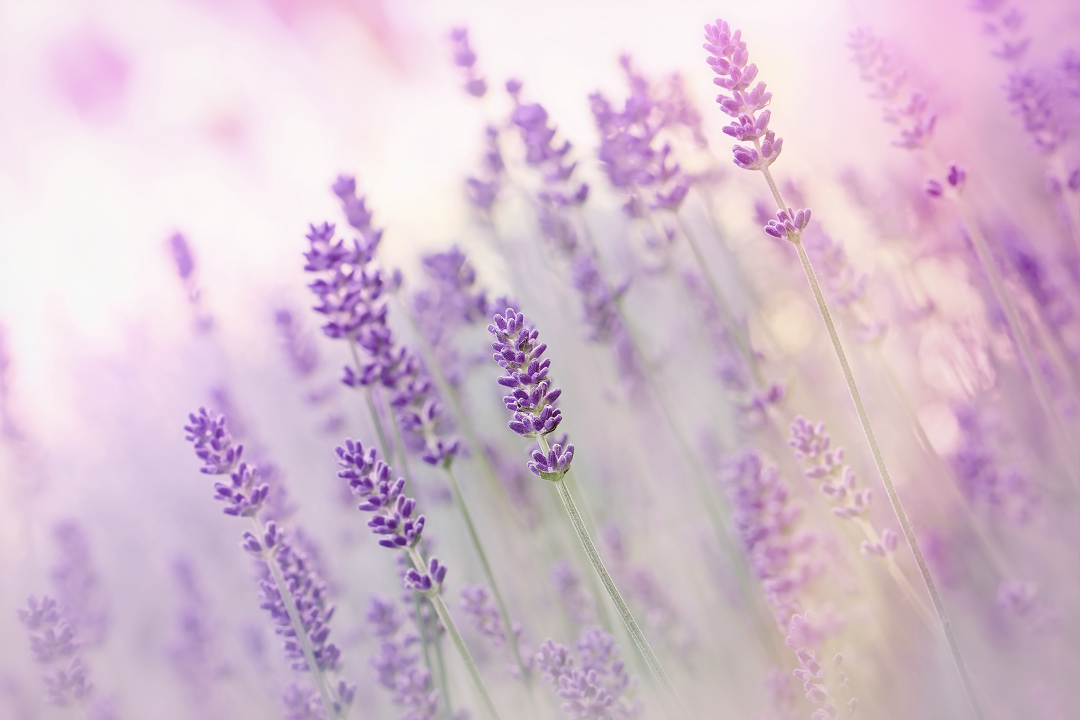 鑑定・カウンセリング